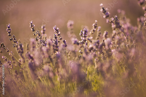 beautiful lavender field at sunset © olenakucher