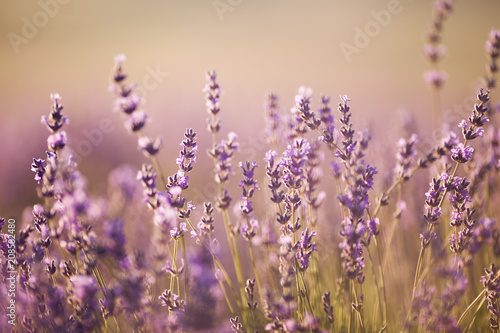 Fototapeta Naklejka Na Ścianę i Meble -  beautiful lavender field at sunset