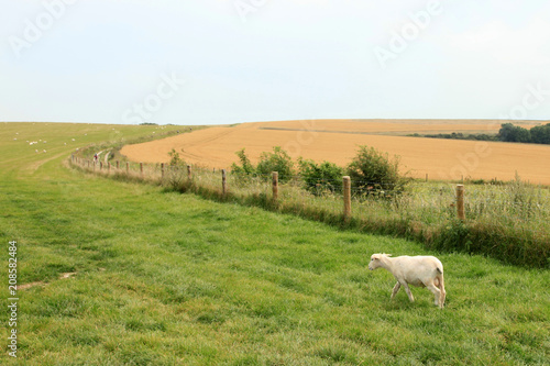 English Countryside photo