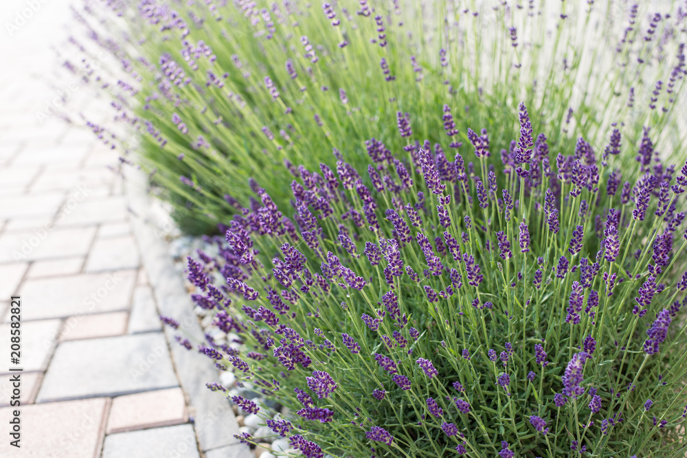 Fototapeta Background of violet lavender