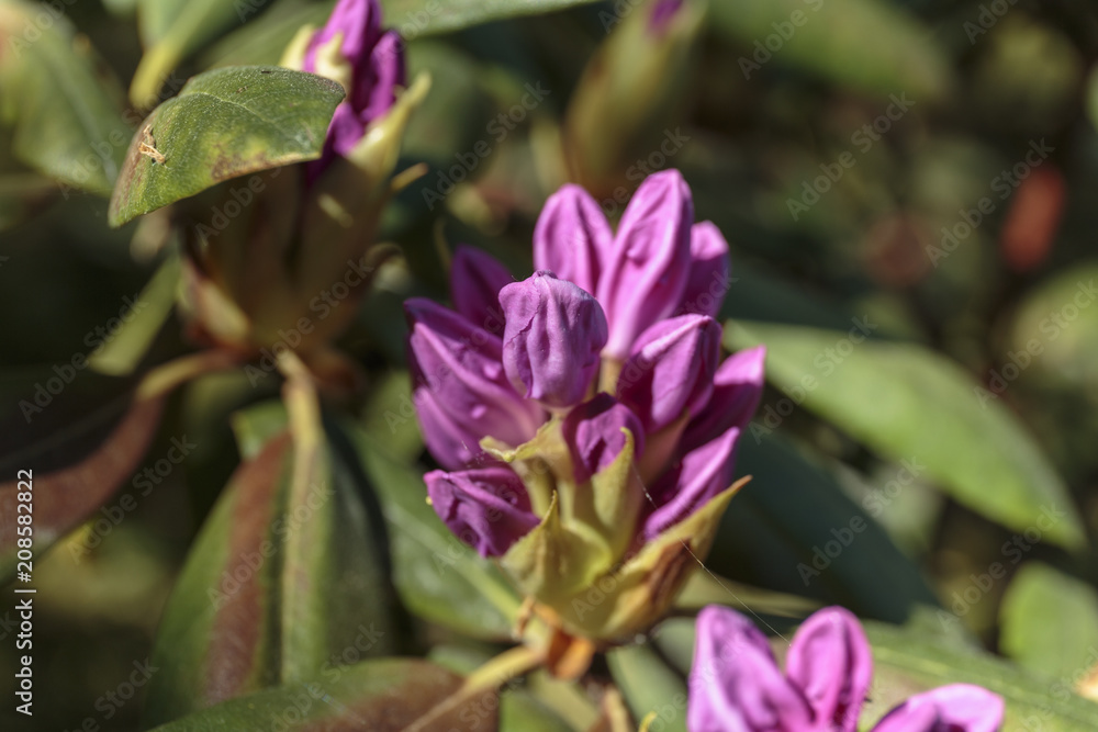 Ultra violet nerium, purple oleander, blooming mauve oleander 2018 Ultra violet nerium, purple oleander, blooming mauve oleander 2018