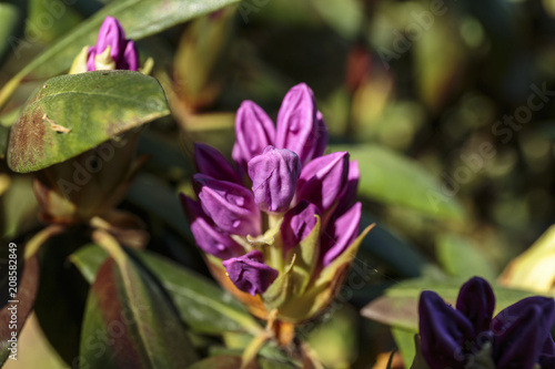 Ultra violet nerium, purple oleander, blooming mauve oleander 2018