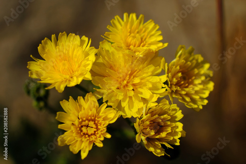 Żółty kwiat polny - jastrzębiec (Hieracium)