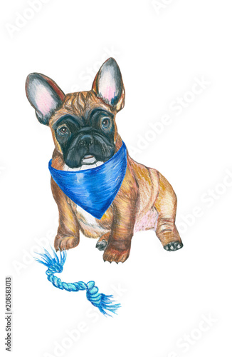 Fototapeta Naklejka Na Ścianę i Meble -  Dog breed French bulldog. Hand painting . Watercolor pencil. For veterinary use, postcards and fabric prints.