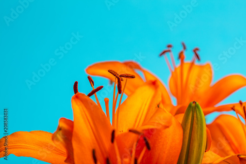 orange lily flowers close up 