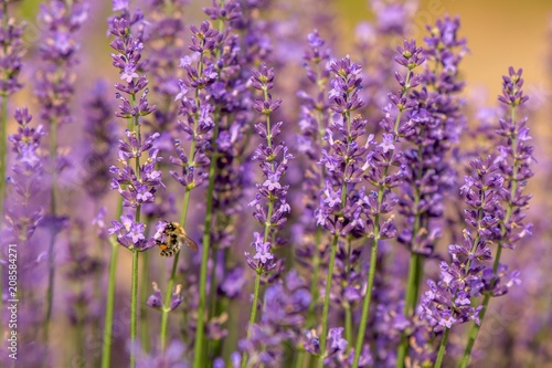 honeybee flying over lavender flower, honeybee pollinating lavender flower © Branislav