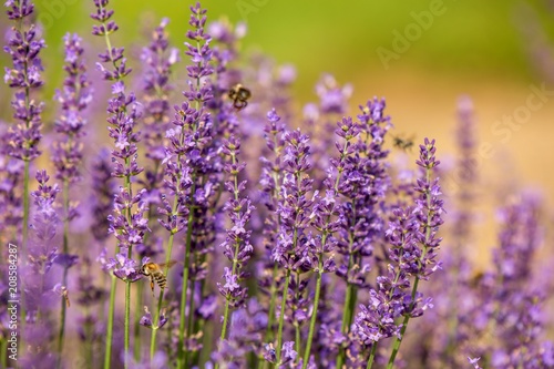 honeybee flying over lavender flower  honeybee pollinating lavender flower