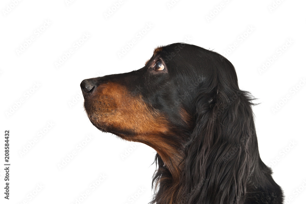 Setter Gordon portrait in profile on white background Setter Gordon portrait in profile on white background