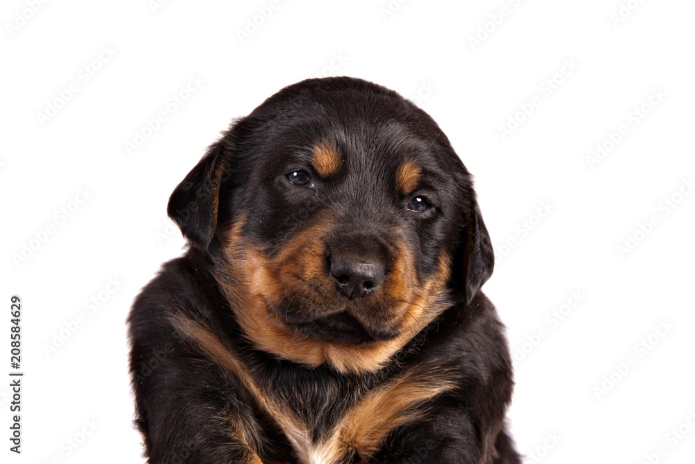 Adorable chubby puppy portrait on white background