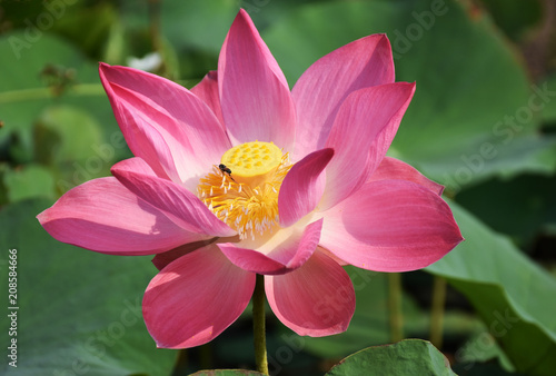 The pink lotus with yellow pollen. There is a bee that is swarming around pollen.