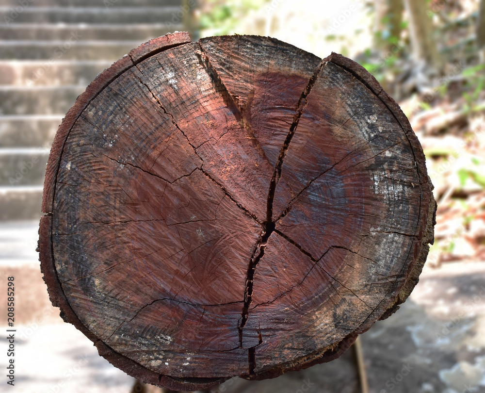Cross section of tree trunk after it is saw cause striped and a long ...
