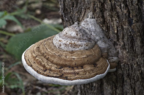 Artist’s conk fungus (Ganoderma applanatum). Known also as Artist’s bracket and Bear bread.
