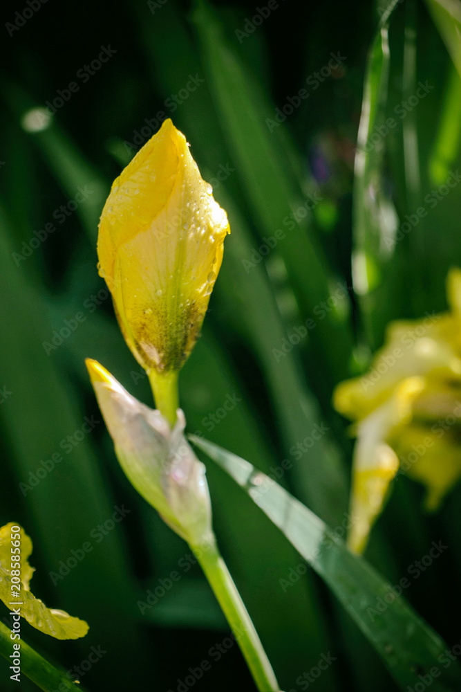 Yellow Iris bud