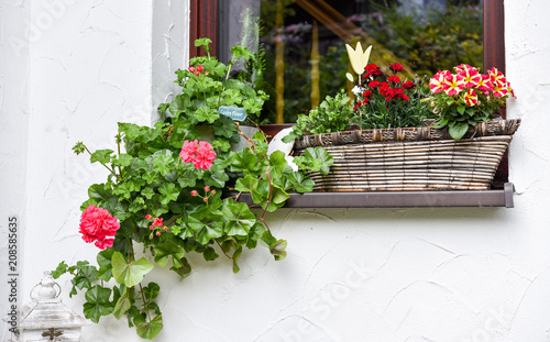 Fenster Blumen im Sommer