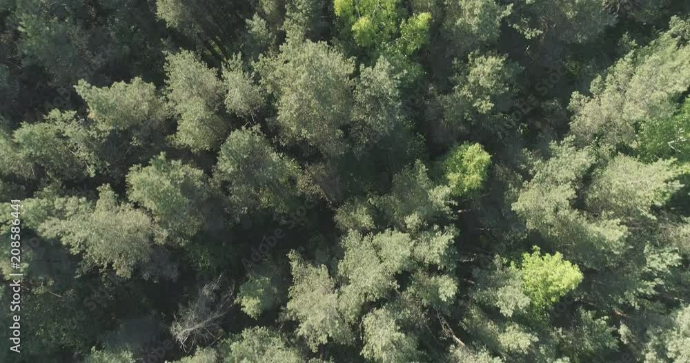 Aerial backward flight with tilt over mixed forest on a sunny summer day Aerial backward flight with tilt over mixed forest on a sunny summer day