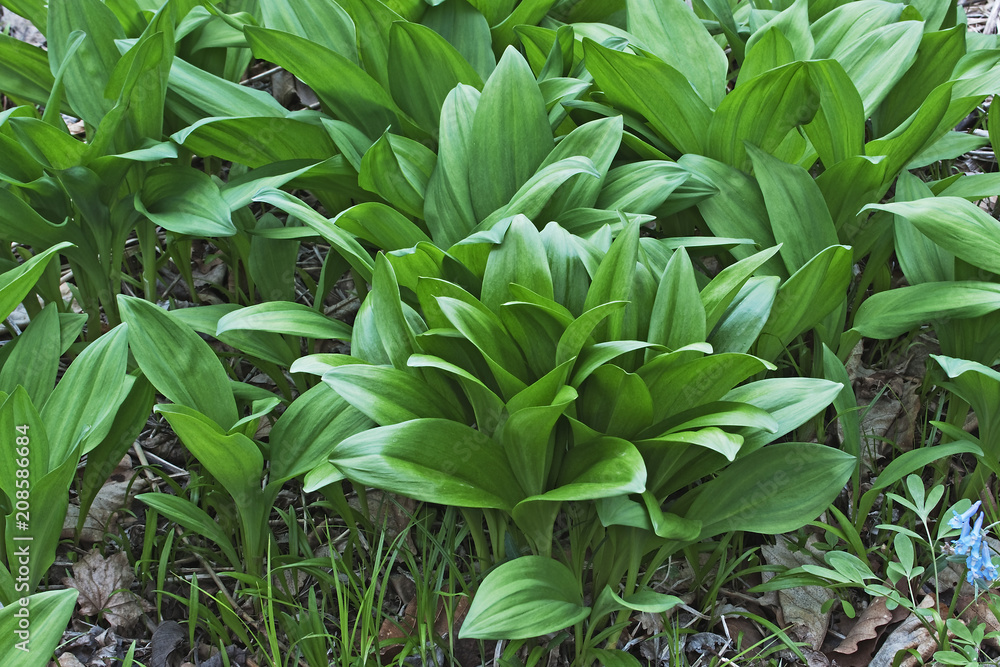 Ramsons (Allium ursinum). Known as Buckrams, Wild Garlic, Broad-leaved Garlic, Wood Garlic, Bear Leek and Bear's Garlic also. Ramsons (Allium ursinum). Known as Buckrams, Wild Garlic, Broad-leaved Garlic, Wood Garlic, Bear Leek and Bear's Garlic also.