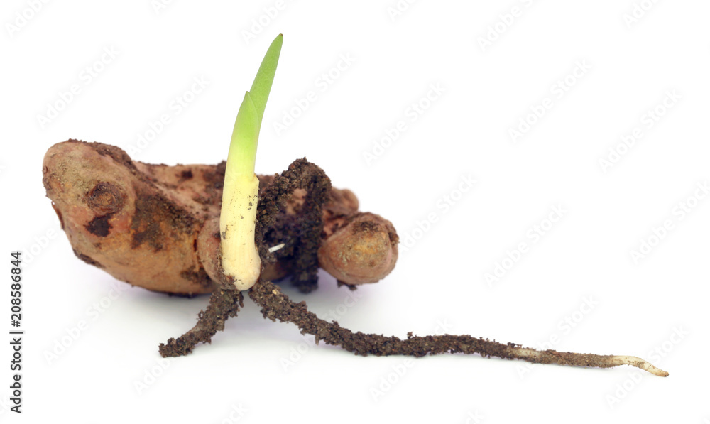 Baby turmeric plant