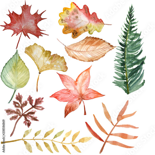 Wallpaper Mural watercolor clipart of autumn leaves and plants Torontodigital.ca