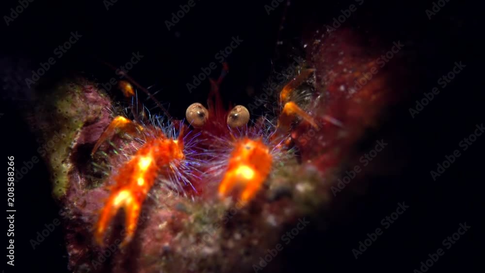 Shrimp and Crab Shrimp and Crab