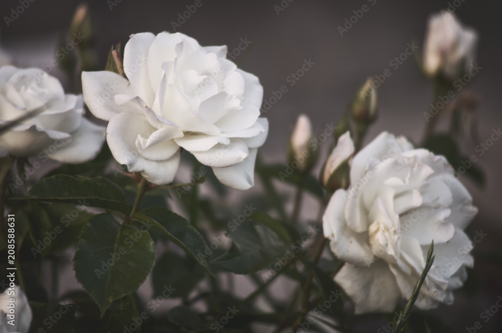 Beautiful bush flowers, white garden roses in the evening light on a dark background for the calendar Beautiful bush flowers, white garden roses in the evening light on a dark background for the calendar