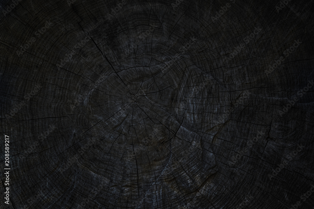 Fototapeta premium Old tree trunk. Black texture of wood.