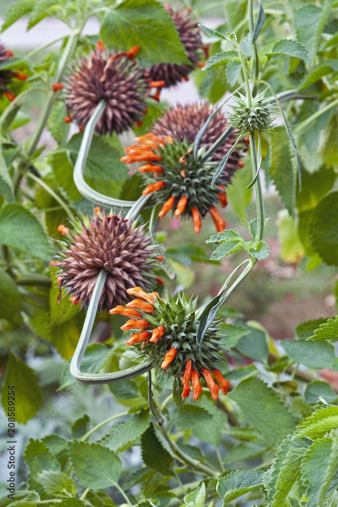 Lion's tail (Leonotis leonurus). Known also as Wild dagga. Lion's tail (Leonotis leonurus). Known also as Wild dagga.