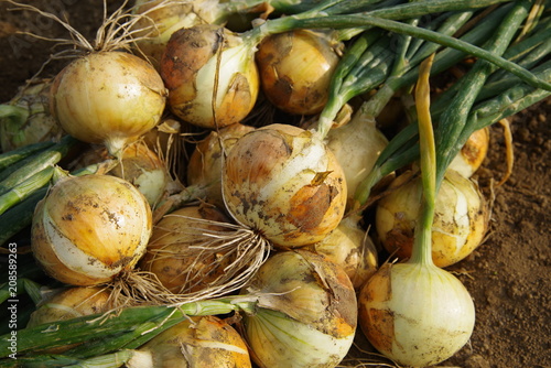 収穫直後の新鮮なタマネギ