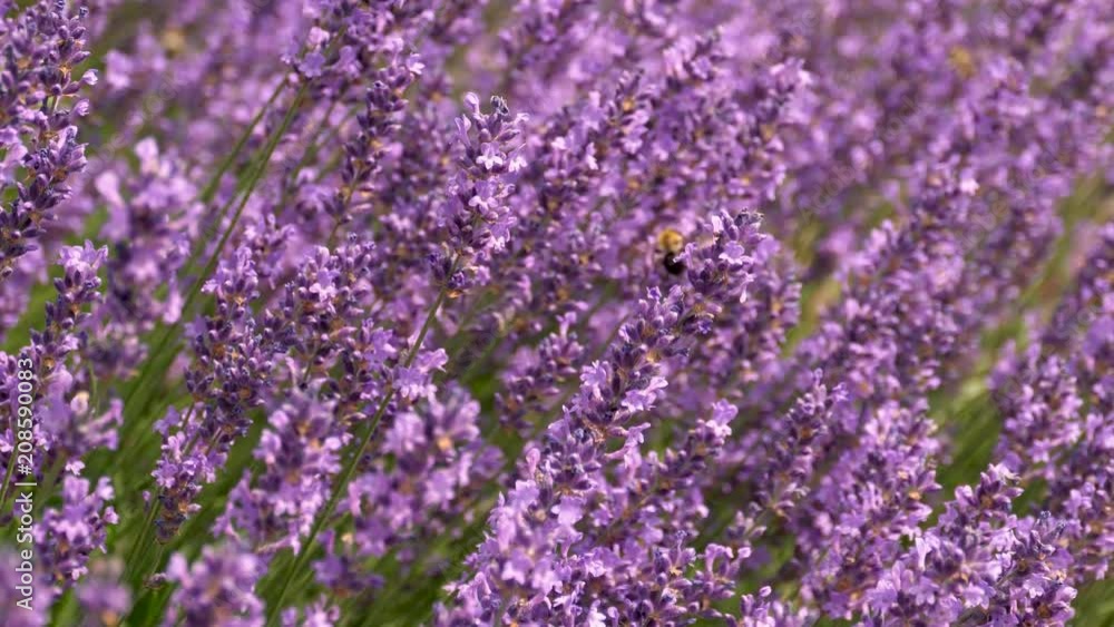 Natural Background of the Lavender Flower Field Natural Background of the Lavender Flower Field