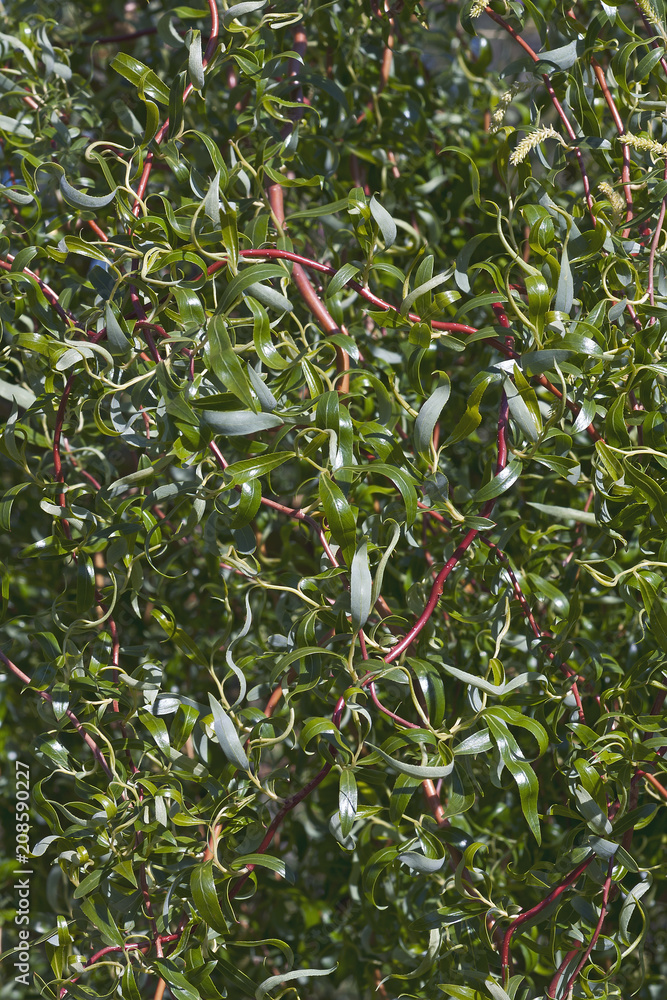 Scarlet Curl Corkscrew willow (Salix x matsudana Scarcuzam). Known as