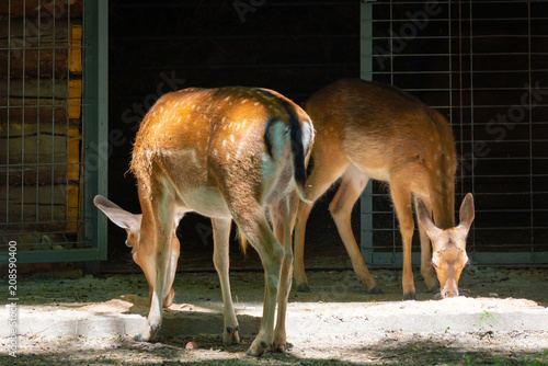 Fototapeta Naklejka Na Ścianę i Meble -  Deer or Dama dama eating grass in the zoo