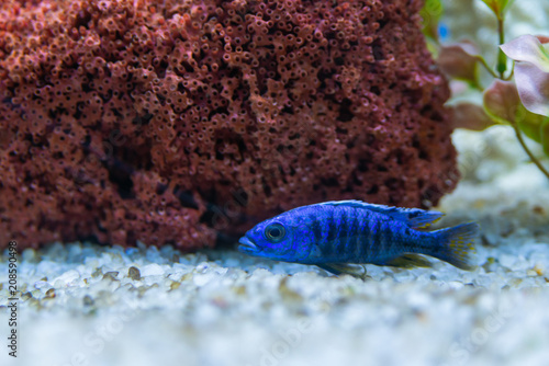 Cichlid or Cichlidae blue tropical fish in aquarium. African Cichlid endemic to Malawi in blue tropical fish Cichlidae family. Colorful blue tropical cichild fish. Close-up blue tropical cichlid fish photo