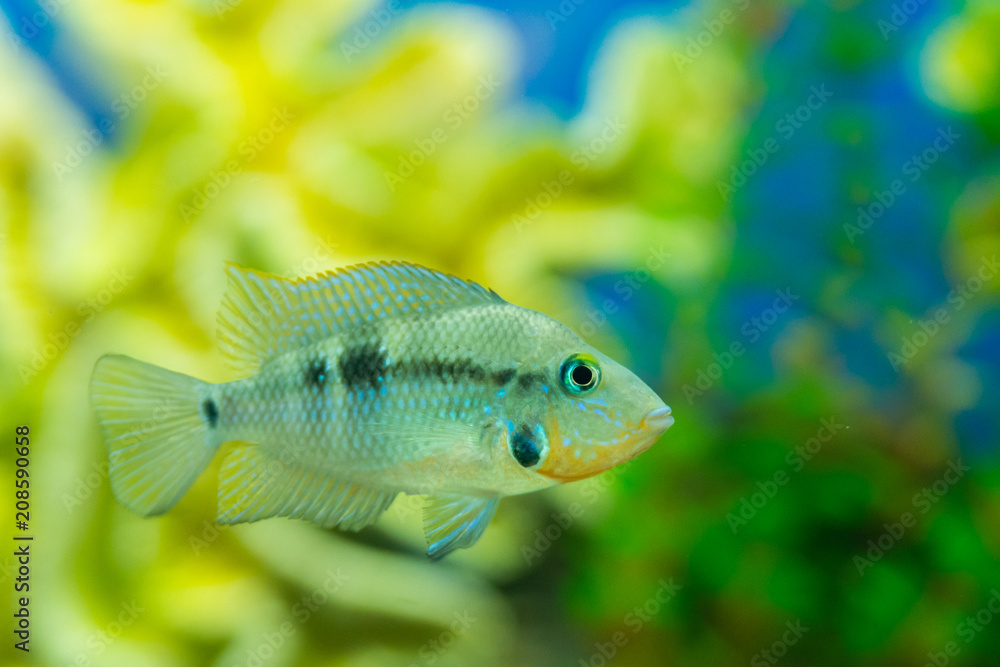 aquarium fish pseudotropheus zebra aquarium fish pseudotropheus zebra