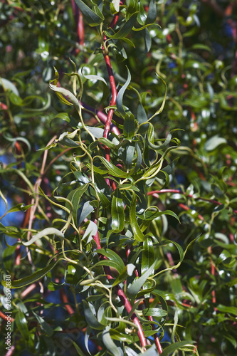 Scarlet Curl Corkscrew willow (Salix x matsudana Scarcuzam). Known as Hankow willow and Peking willow also. photo