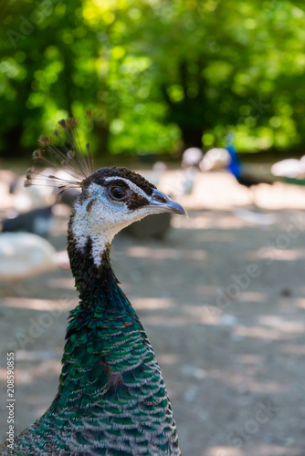 Bright Dashing Curious Guinea Fowl photo