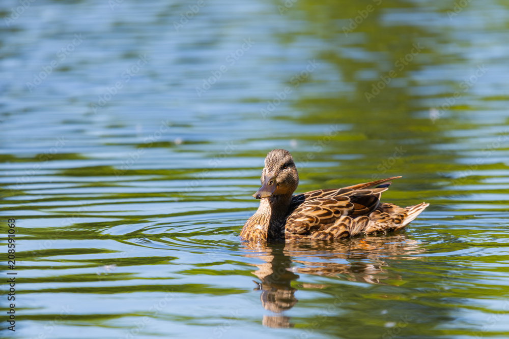 Wild duck or Anas platyrhynchos swimming in the water of lake. Wild duck or Anas platyrhynchos swimming in the water of lake.