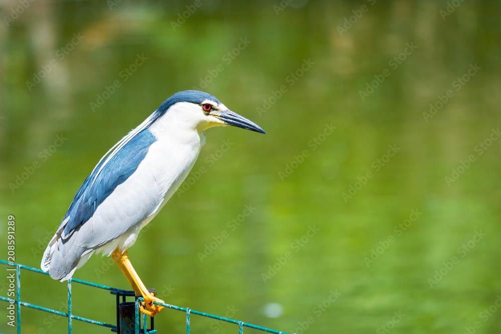 Naklejka premium Black-crowned Night Heron or Nycticorax nycticorax