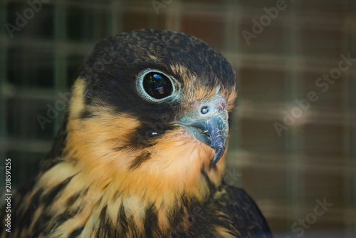 Portrait of Red-footed Falcon female, Falco vespertinus photo