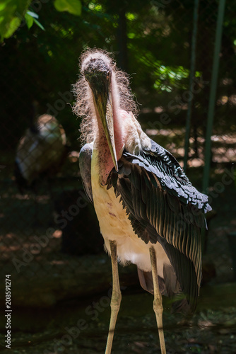 Marabu or Leptoptilos crumenifer portrait in zoo photo