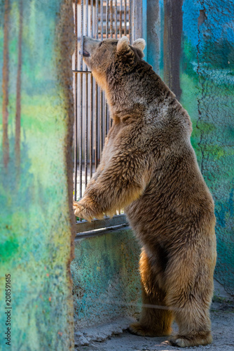 Eurasian brown bear or Ursus arctos arctos, also known as the European brown bear. photo