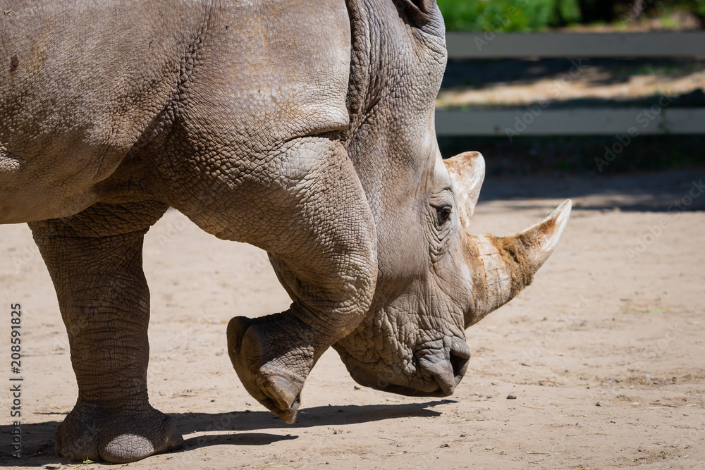 Fototapeta premium Rhinoceros in a zoo