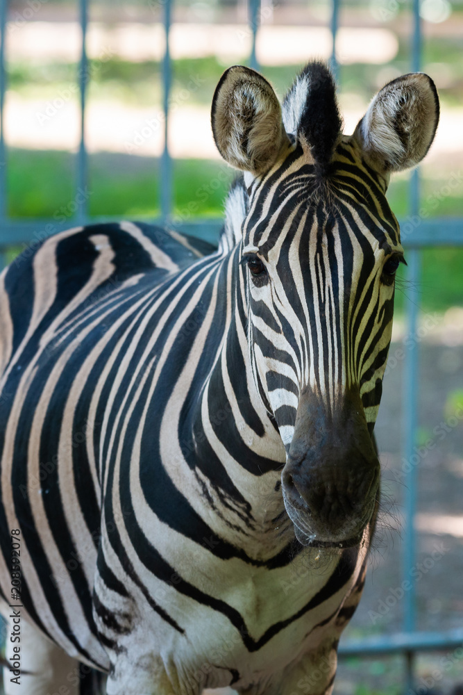 Naklejka premium Zebra Chapman, Equus Burchelli Chapmani
