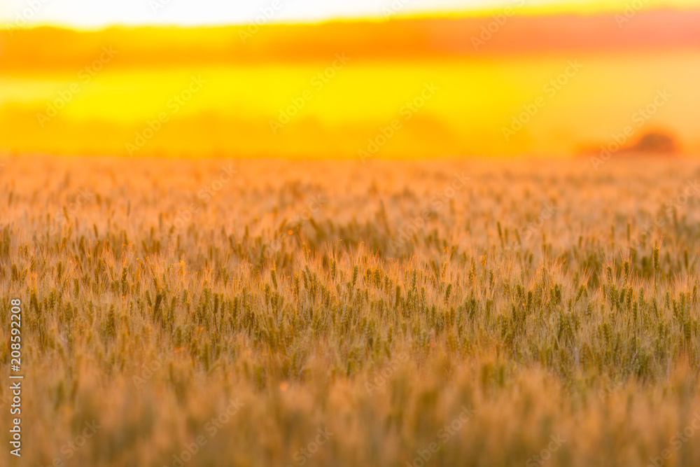 Wheat field. Ears of green wheat. Beautiful Nature Sunset Landscape. Rural Scenery under golden shining Sunlight. Background of ripening ears of meadow wheat field. Rich harvest Concept