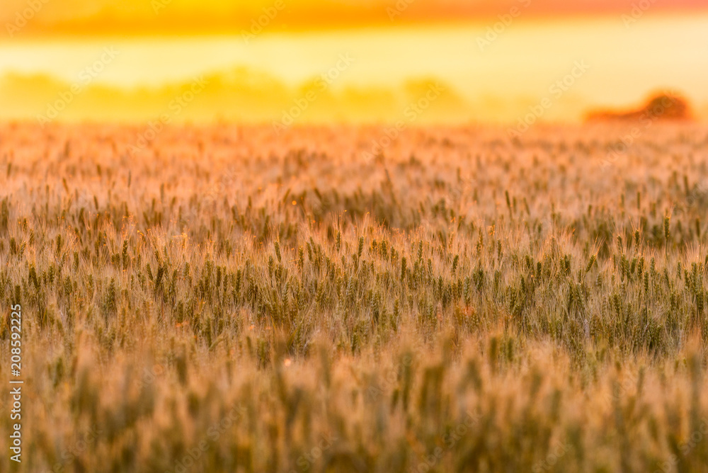 Wheat field. Ears of green wheat. Beautiful Nature Sunset Landscape. Rural Scenery under golden shining Sunlight. Background of ripening ears of meadow wheat field. Rich harvest Concept