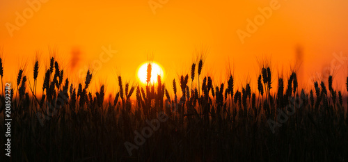 Bearded wheat silhouetted against sunset photo