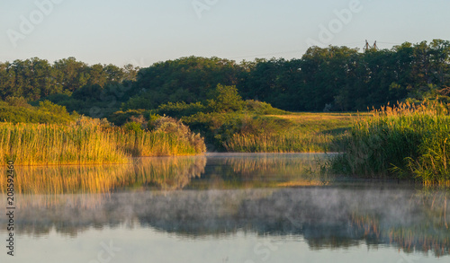 Cane or Reed in lake with mist in the morning © rostovdriver
