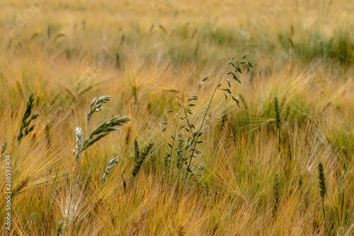 Unripe wheat field with filigree awns in early summer