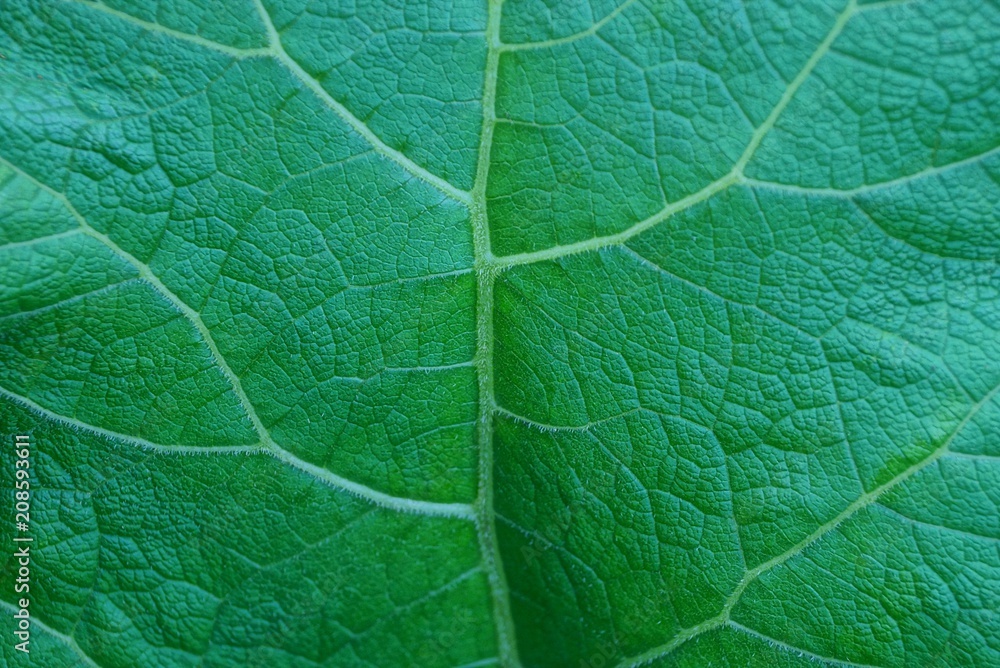 Fototapeta premium green vegetative texture from a piece of a large leaf