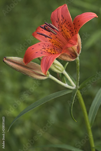 Fototapeta Naklejka Na Ścianę i Meble -  Siberian lily (Lilium pensylvanicum). Known as Daurian lily also. Another scientific name is Lilium dauricum.