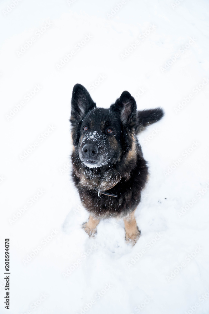 Cute german shepherd hangdog look, sitting, waiting for toy to be thrown, shot in a park in Leipzig, Germany Cute german shepherd hangdog look, sitting, waiting for toy to be thrown, shot in a park in Leipzig, Germany