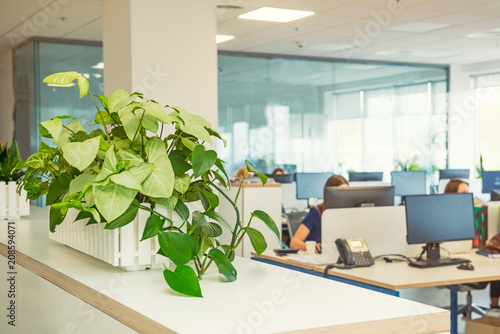 Selective focus on green plant in the pot with blurred light interior of open work space office with desks, computers and working people. Business concept. Copy space.